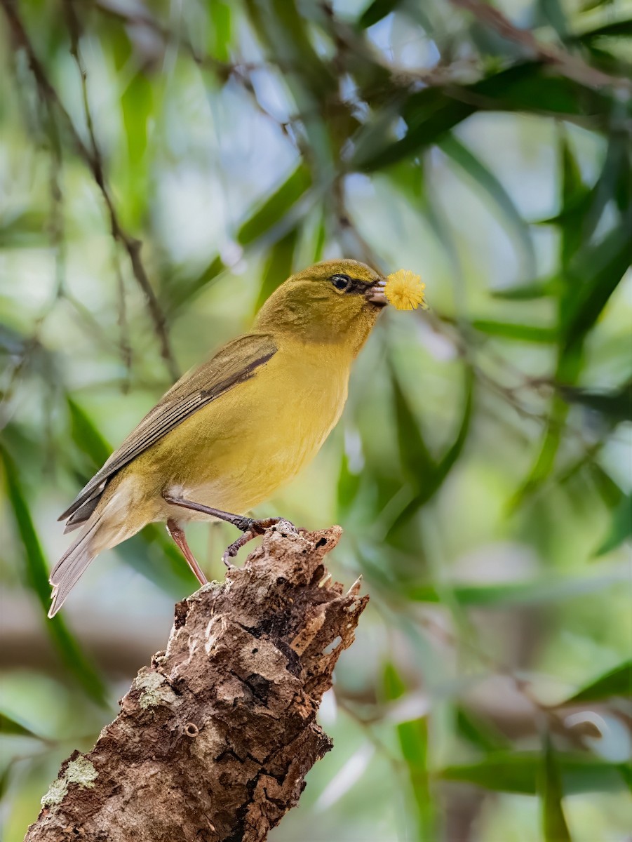 Oahu Amakihi - ML646985882