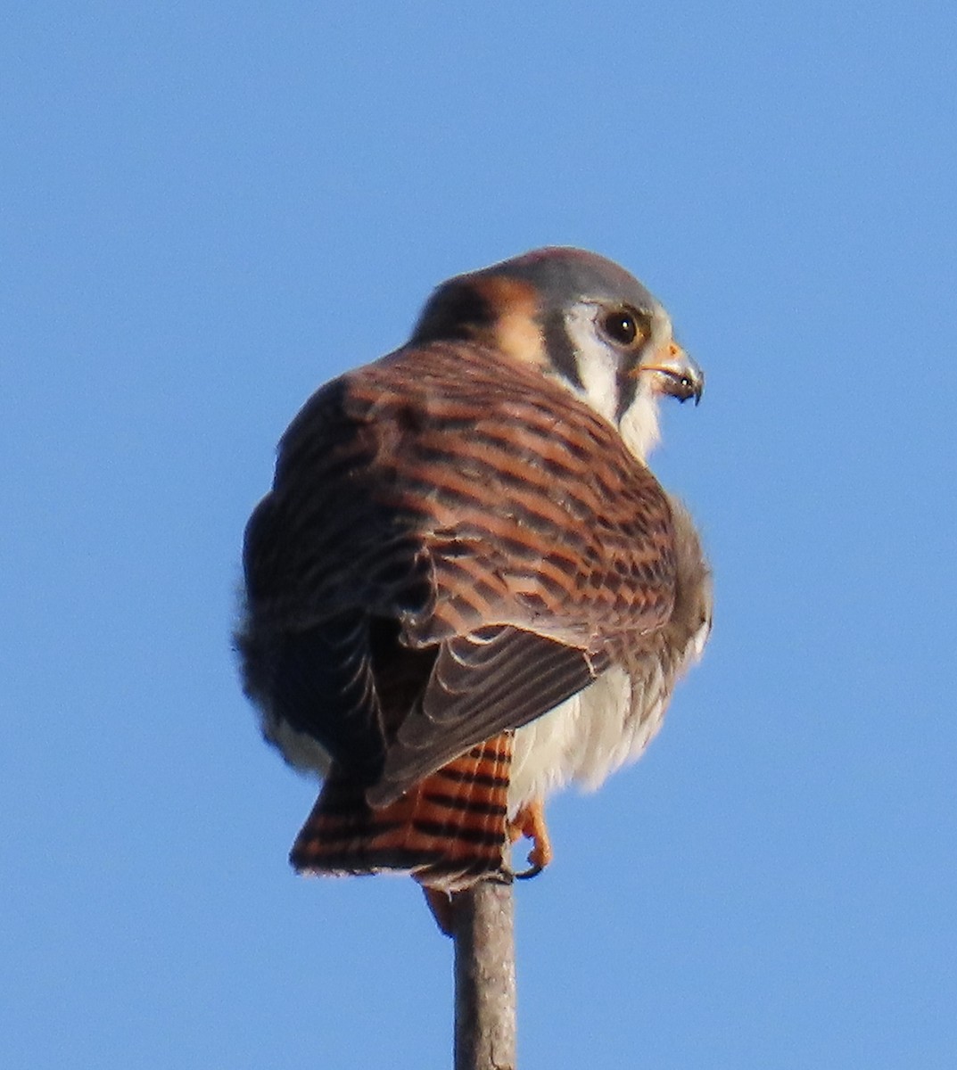 American Kestrel - ML646985884