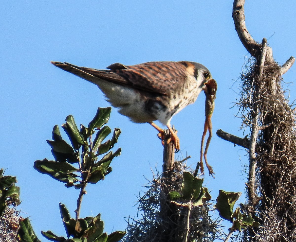 American Kestrel - ML646985885