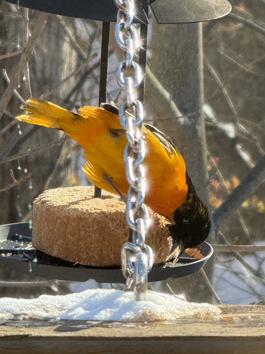 פזאי צפוני - ML646985887