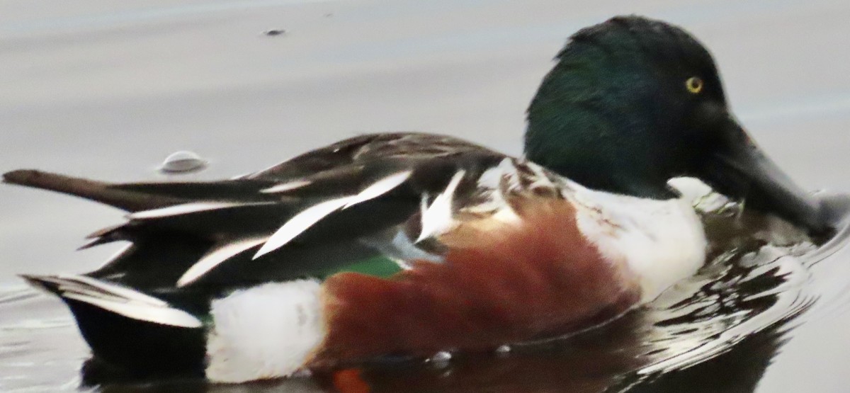 Northern Shoveler - ML646985888
