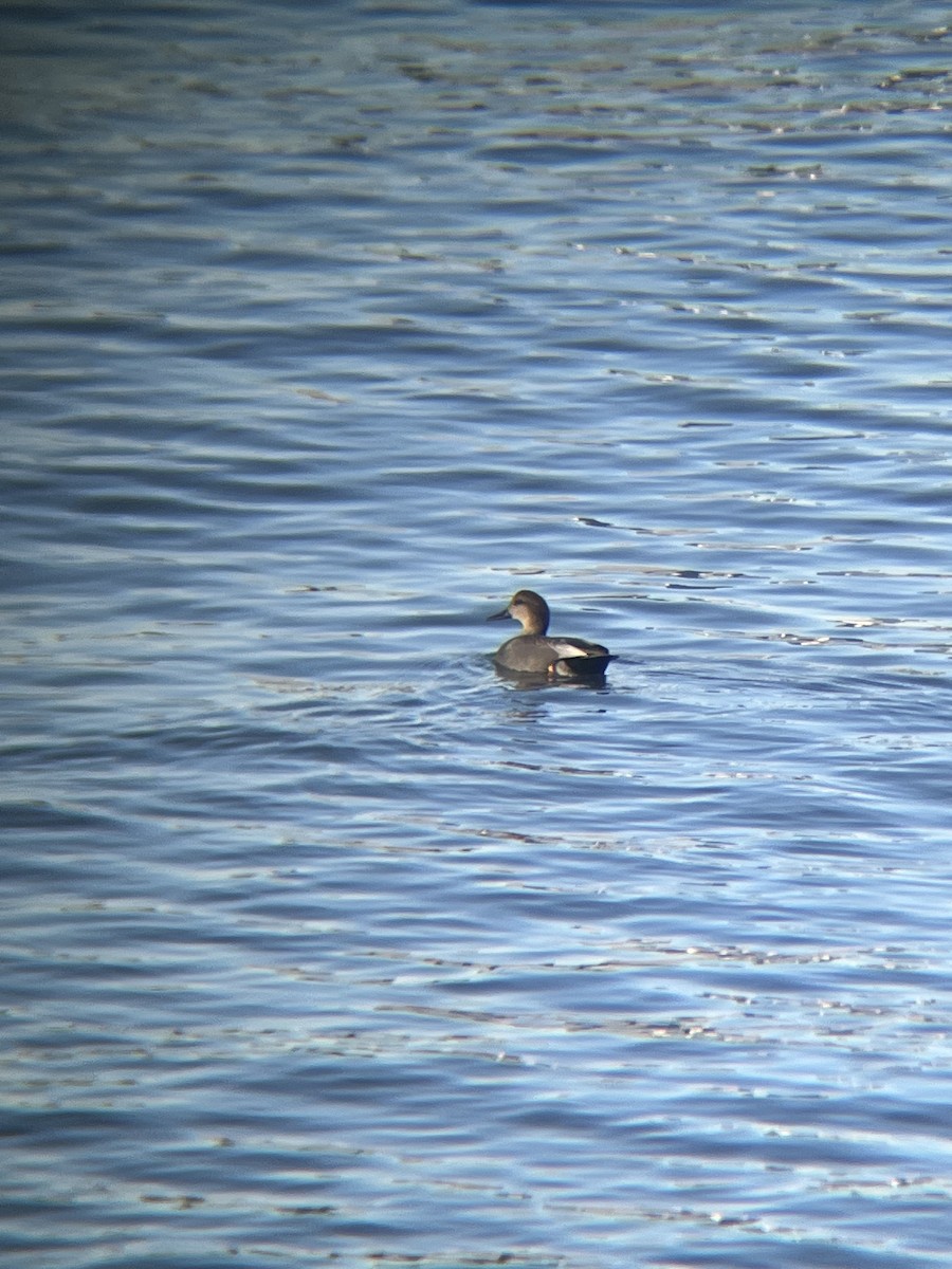 Gadwall - ML646985889