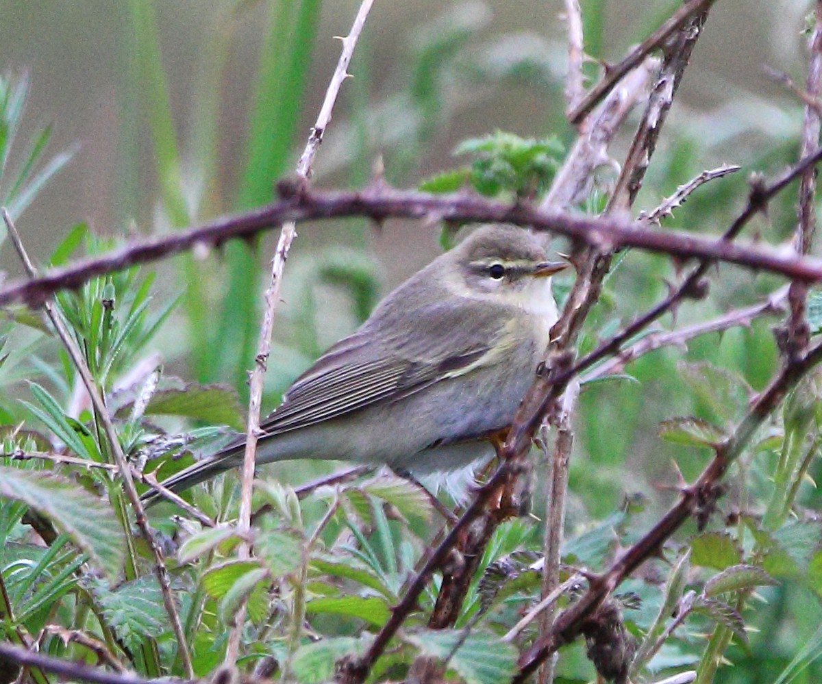 Willow Warbler - ML646985897