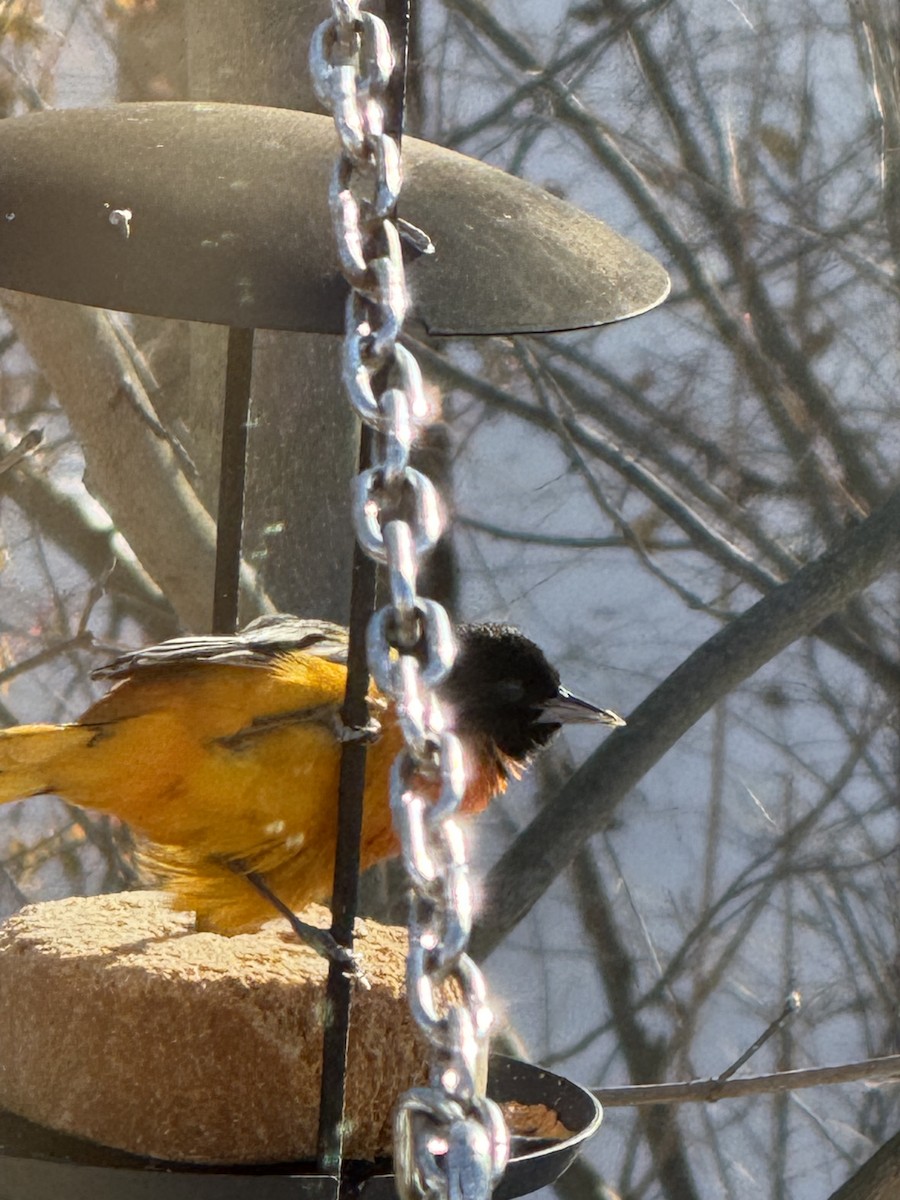 פזאי צפוני - ML646985900