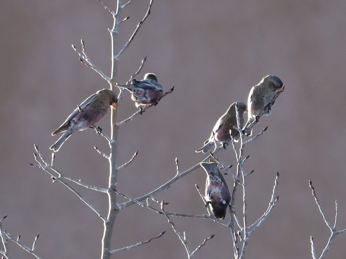 Бурошапочный вьюрок - ML646985903