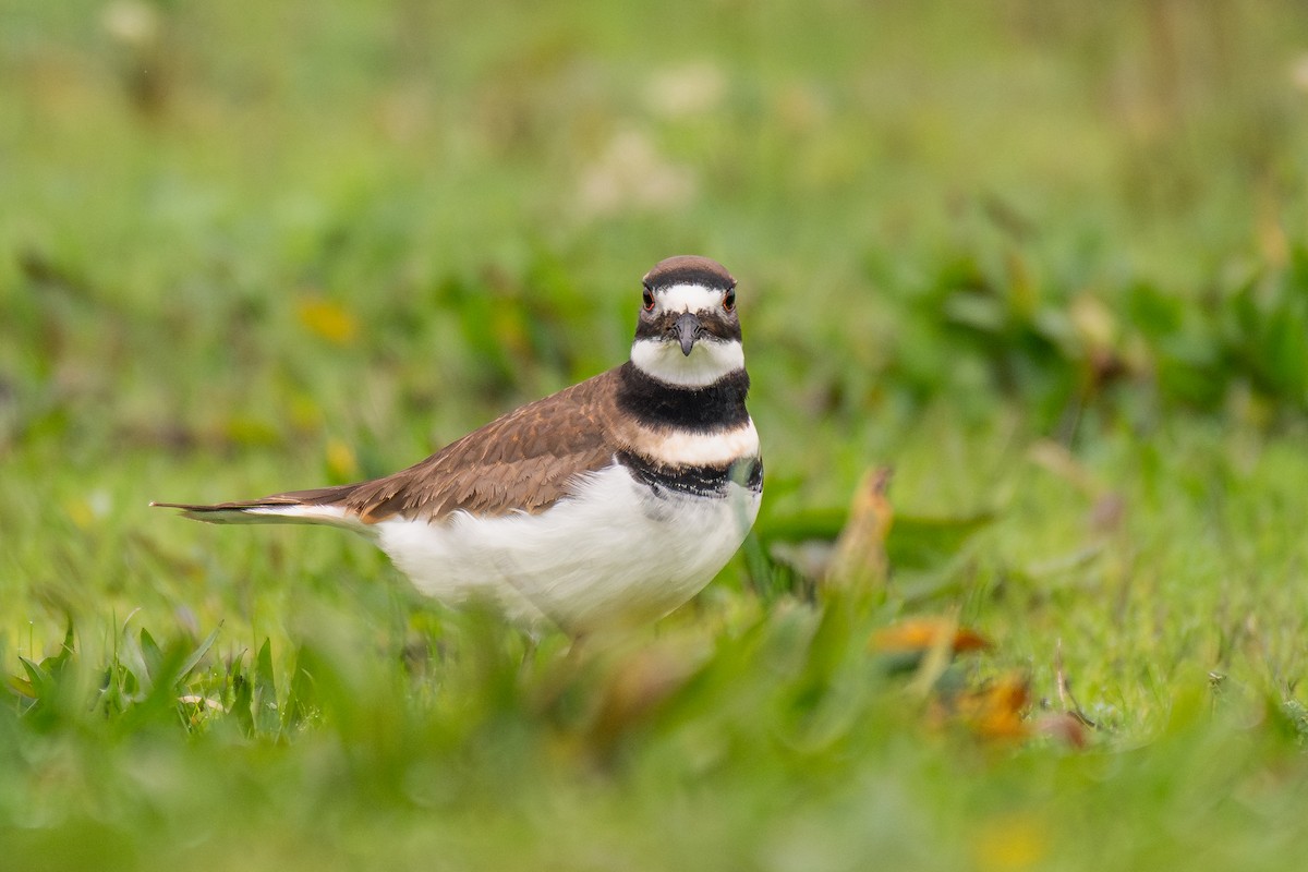 Killdeer - ML646985905