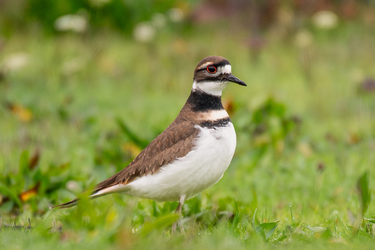 Killdeer - ML646985906