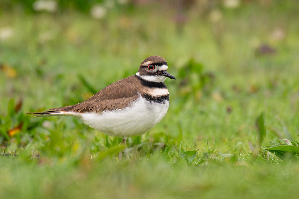 Killdeer - ML646985908