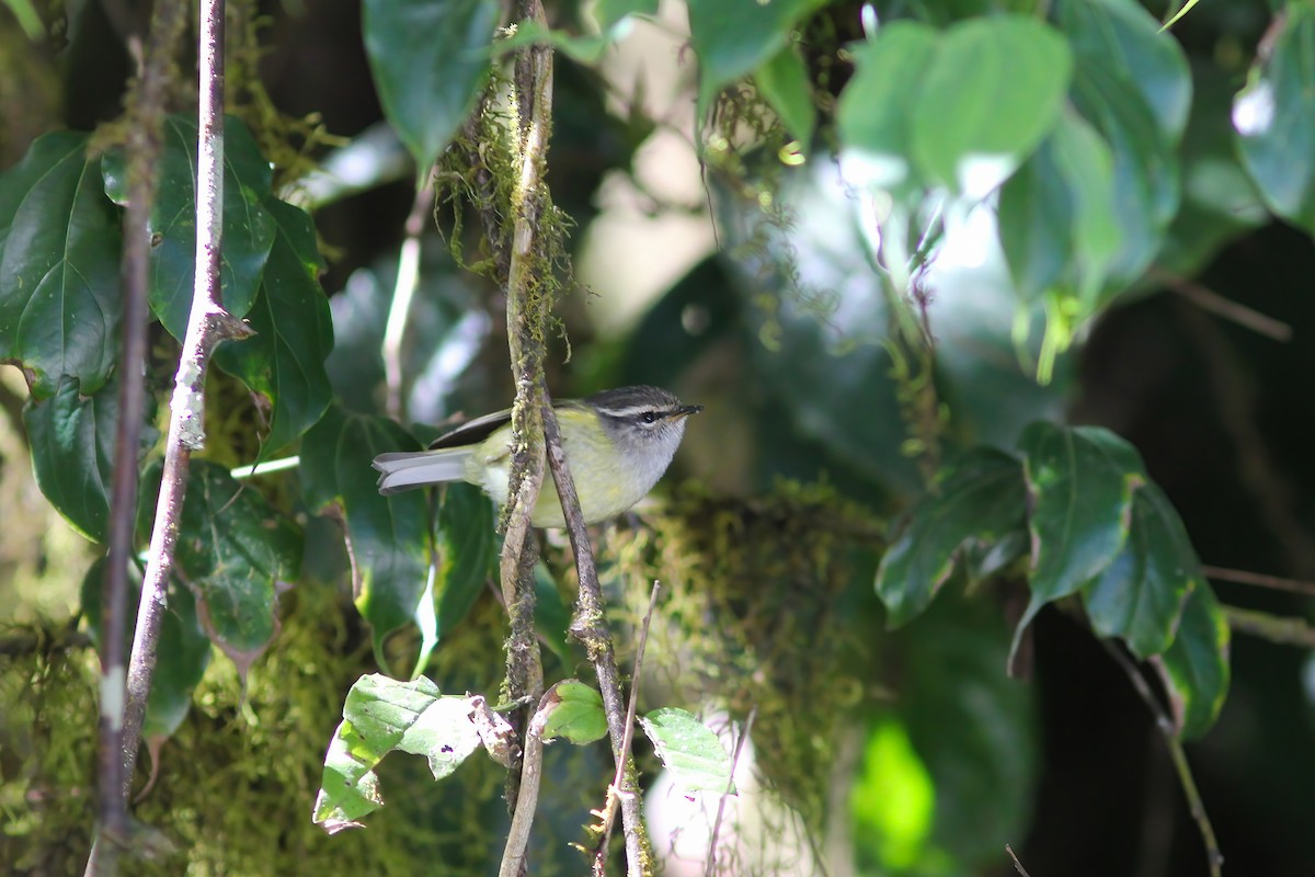 Ashy-throated Warbler - ML646985909