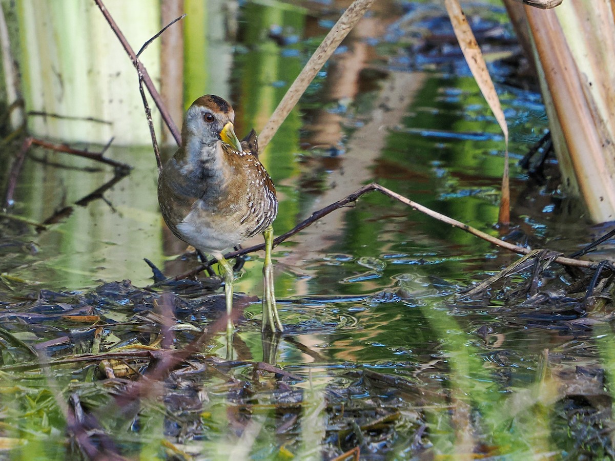 Marouette de Caroline - ML646985910