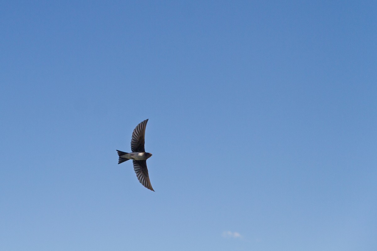 Graubrustschwalbe - ML646985911