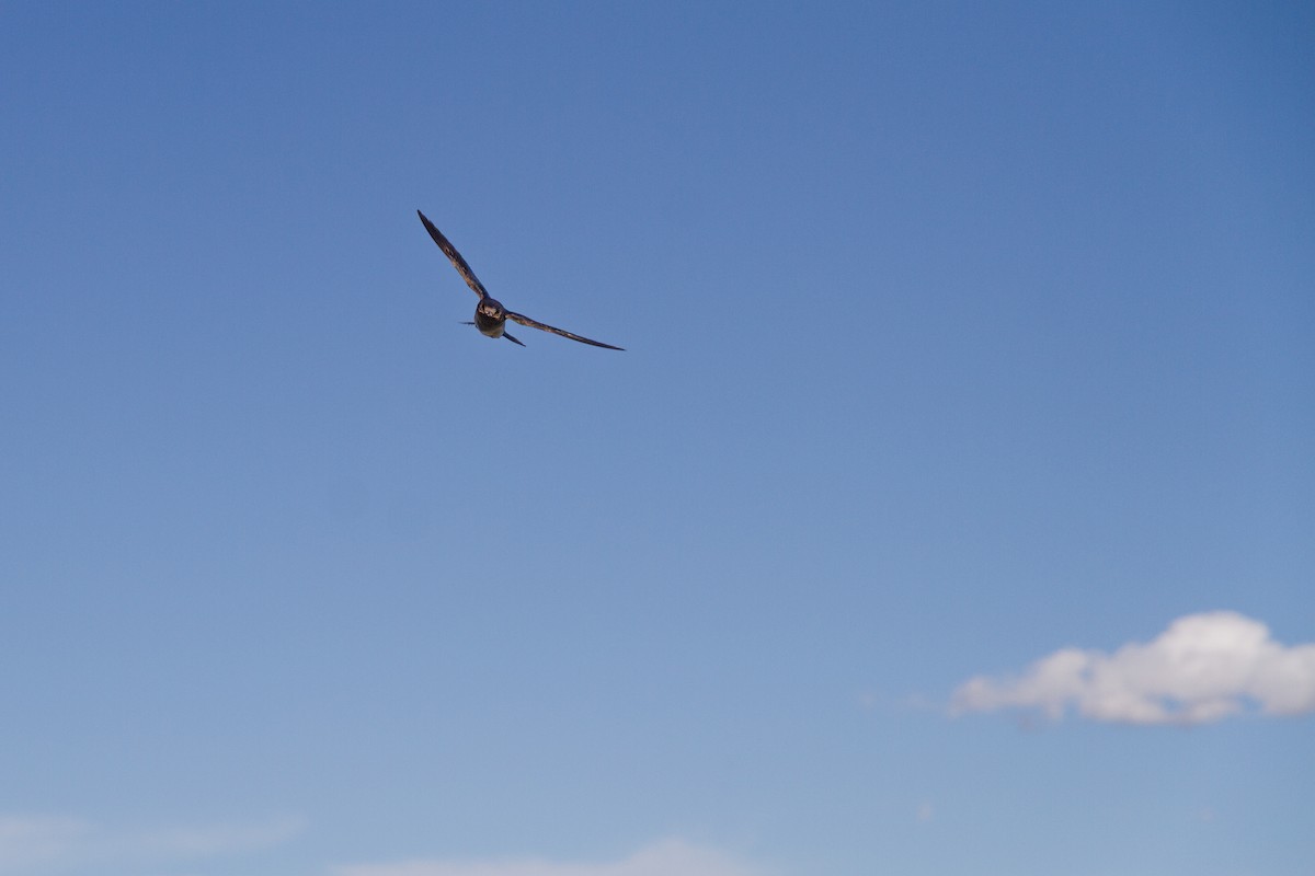 Graubrustschwalbe - ML646985912