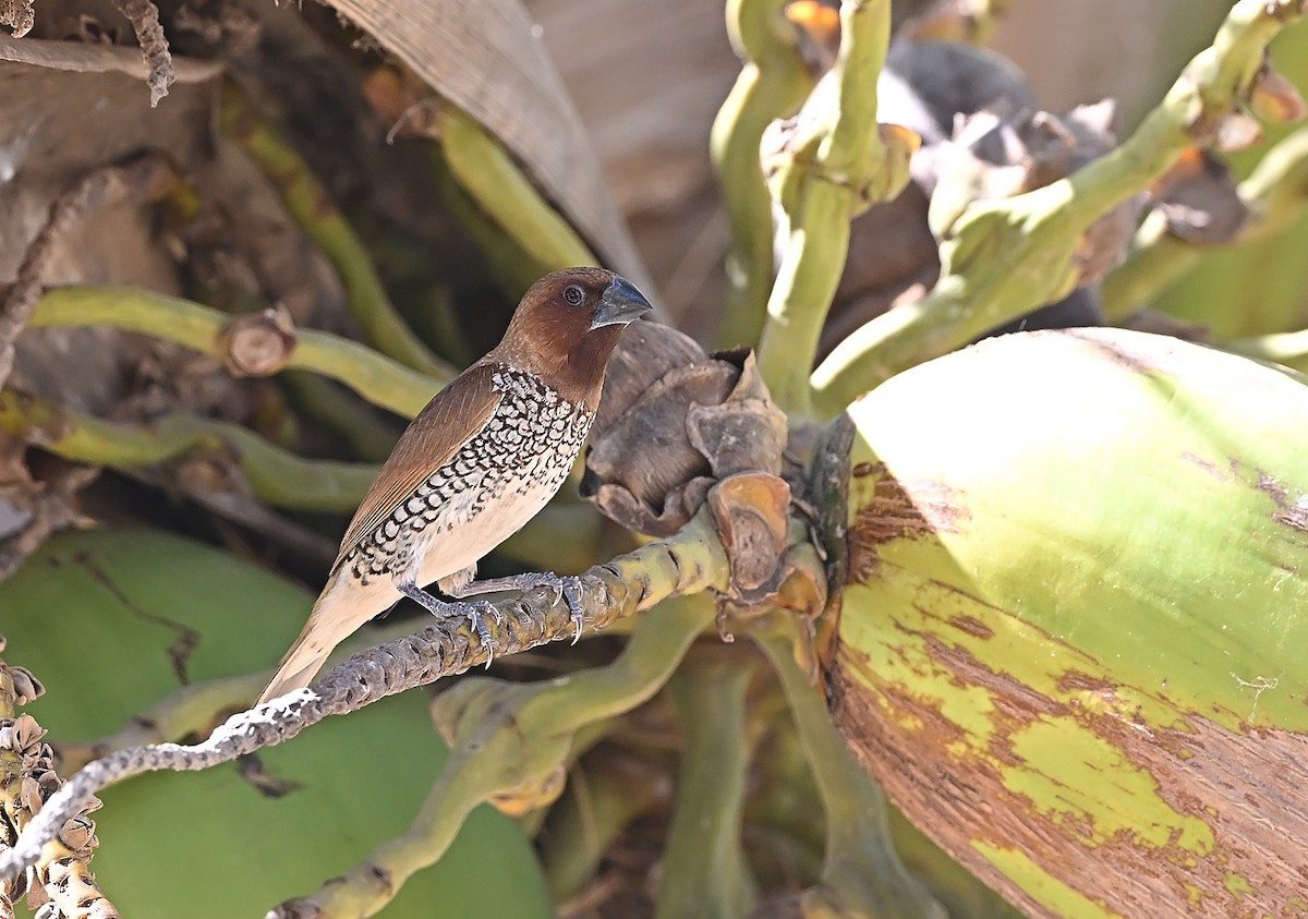 Scaly-breasted Munia - ML646985913