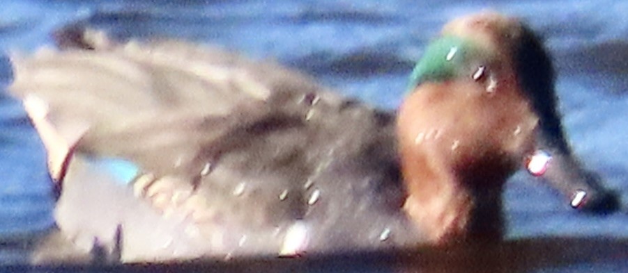 Green-winged Teal - ML646985914