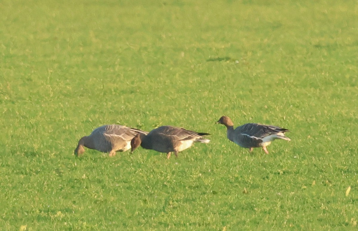 Pink-footed Goose - ML646985915