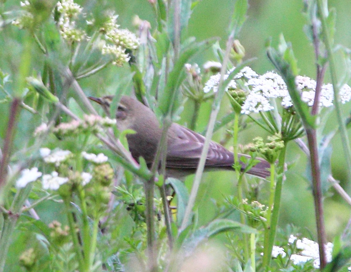 Willow Warbler - ML646985916