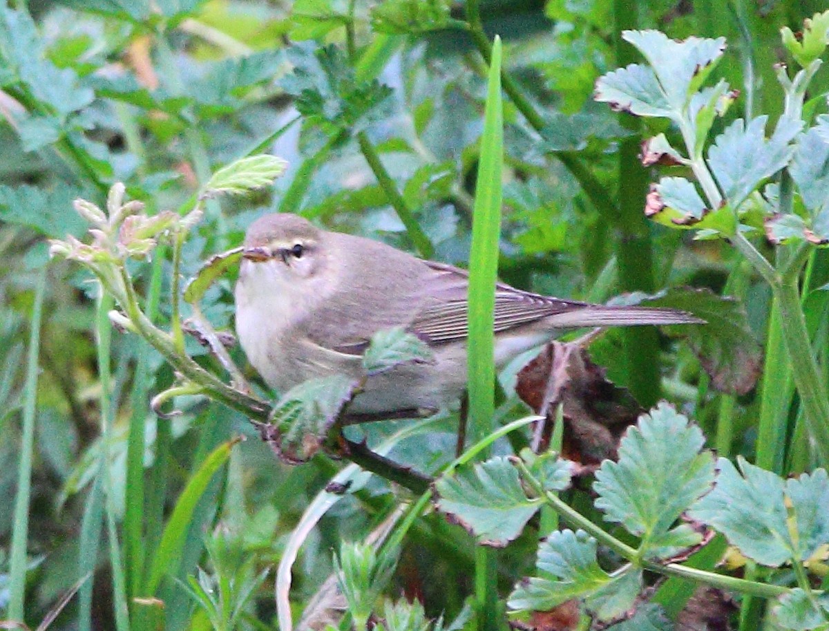 Willow Warbler - ML646985917