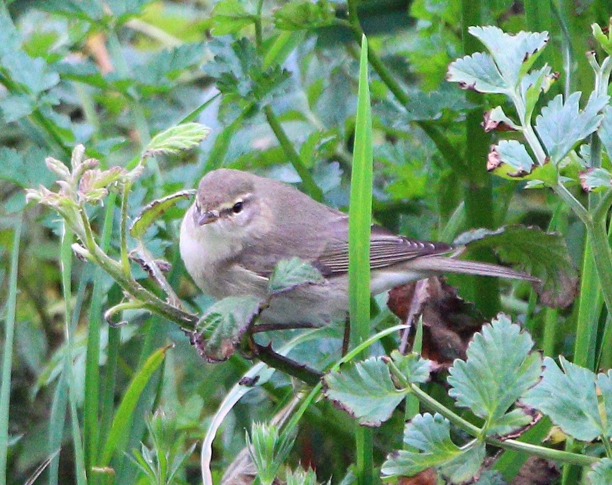 Willow Warbler - ML646985918