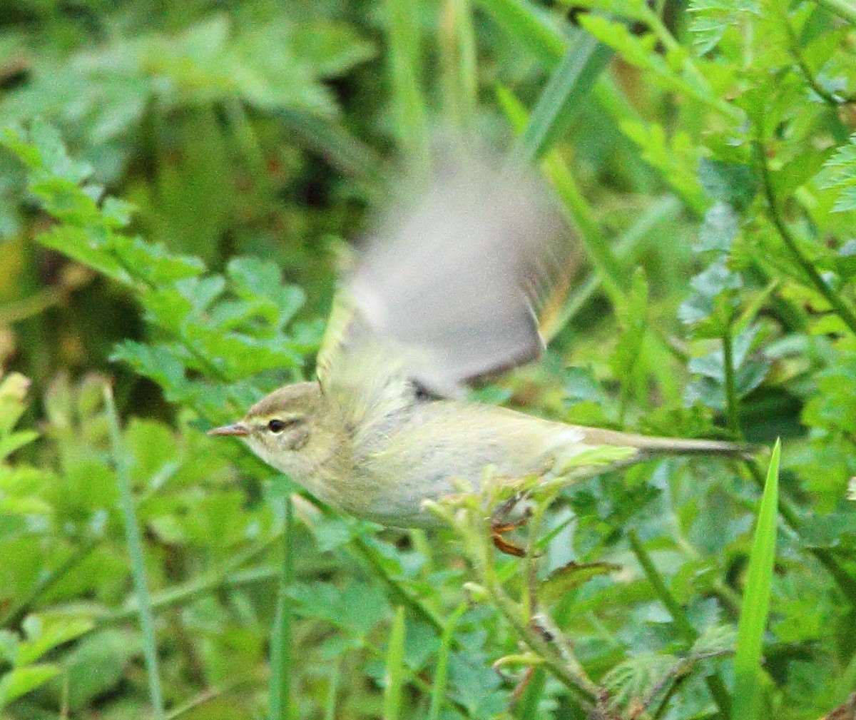 Willow Warbler - ML646985926