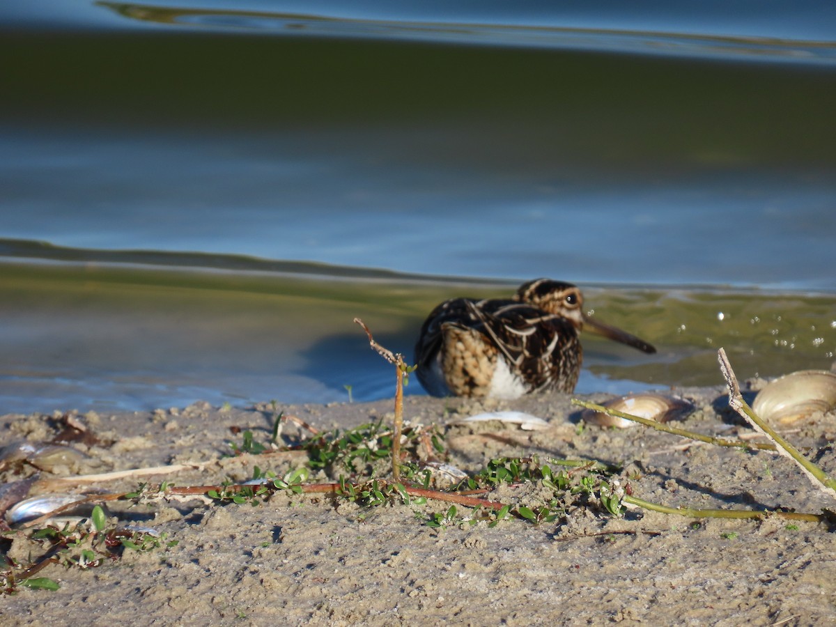 Wilson's Snipe - ML646985929