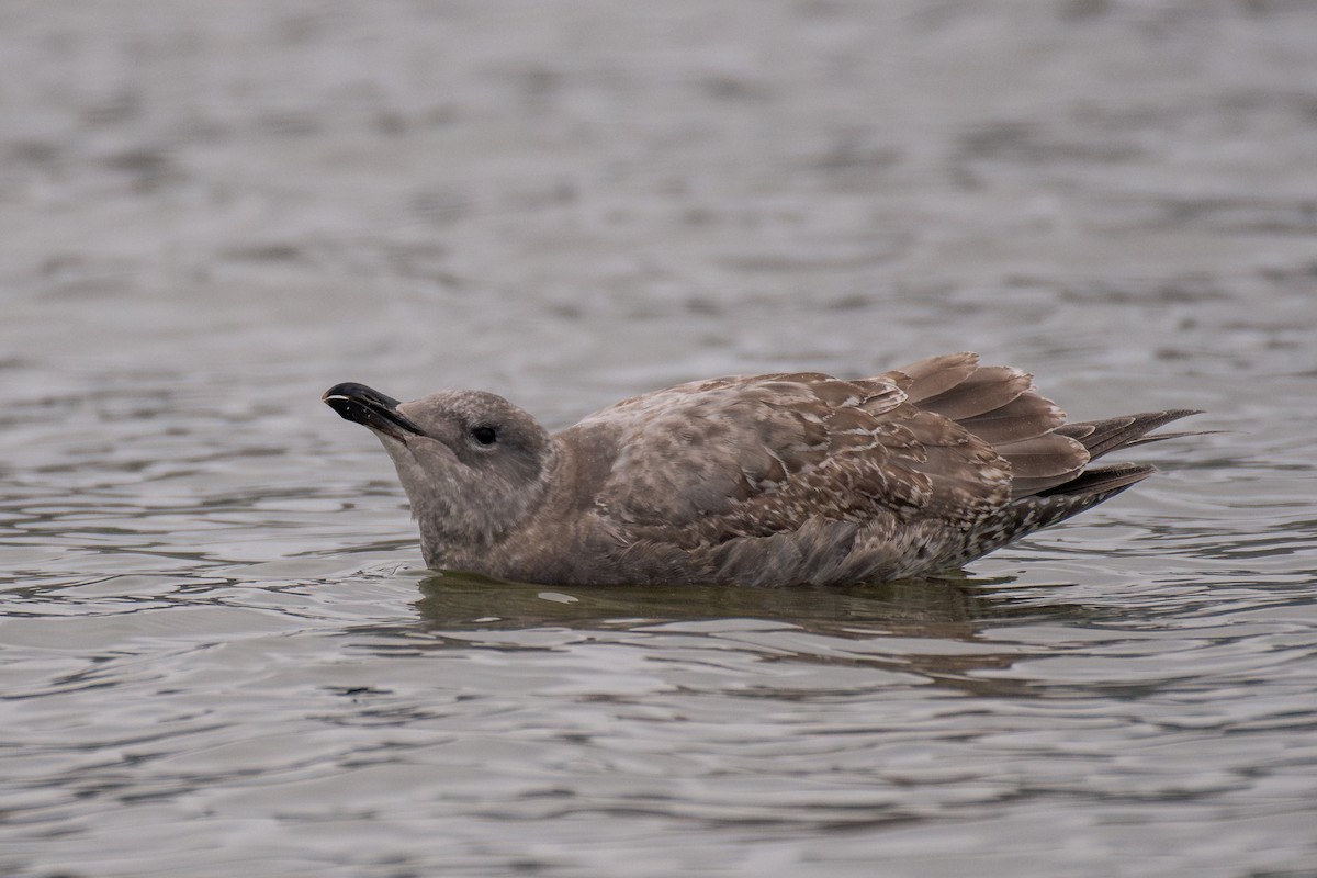 Larus sp. - ML646985932