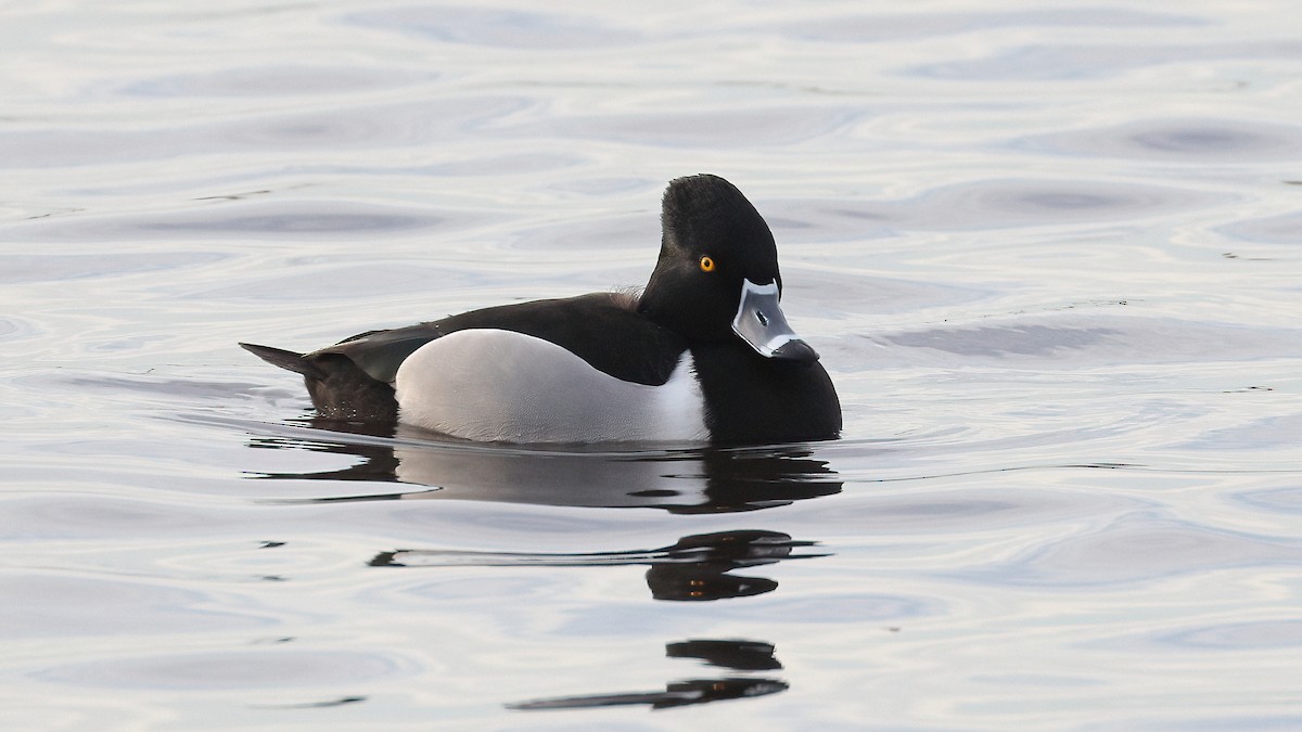 Moretta dal collare - ML646985934