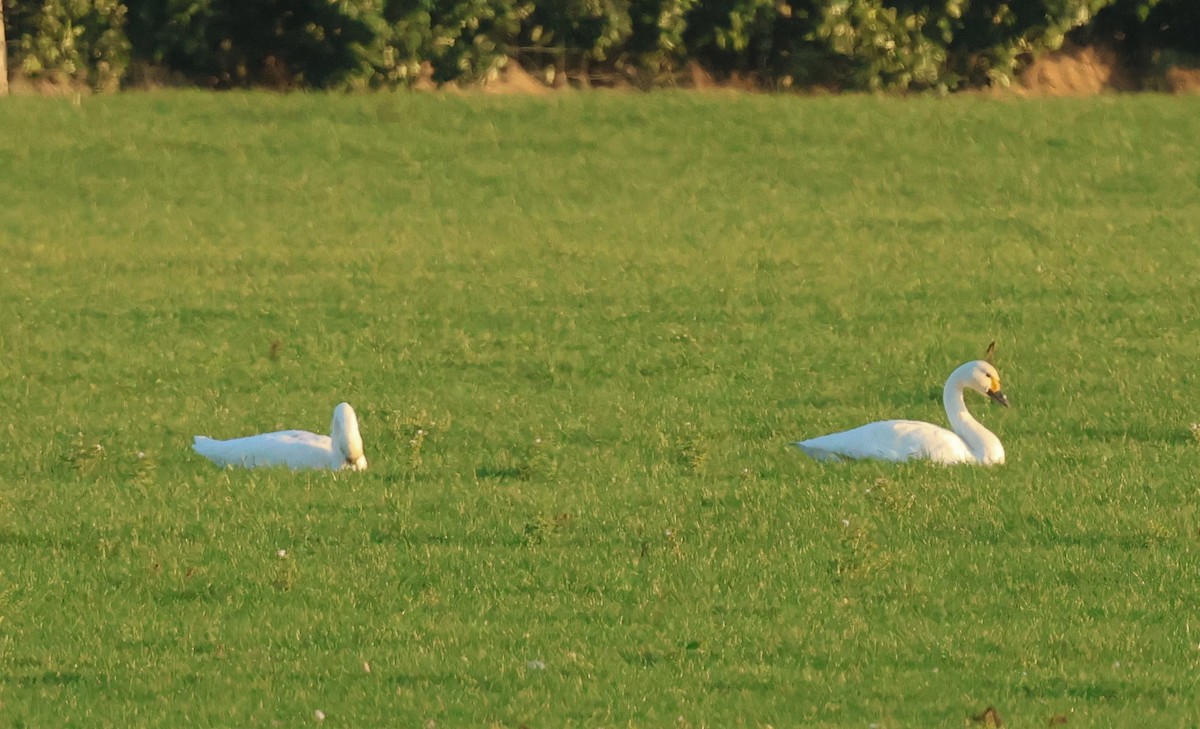 Tundra Swan - ML646985936