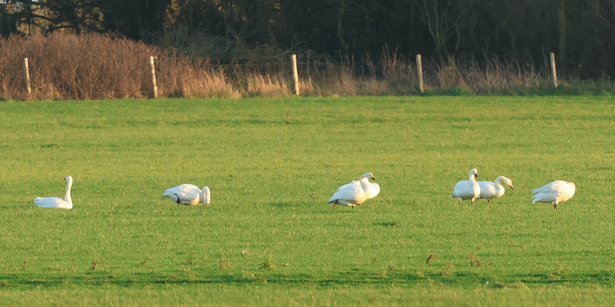 Tundra Swan - ML646985938
