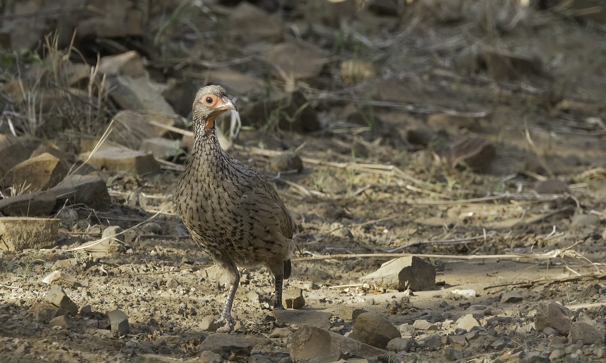 Swainson's Spurfowl - ML646985941