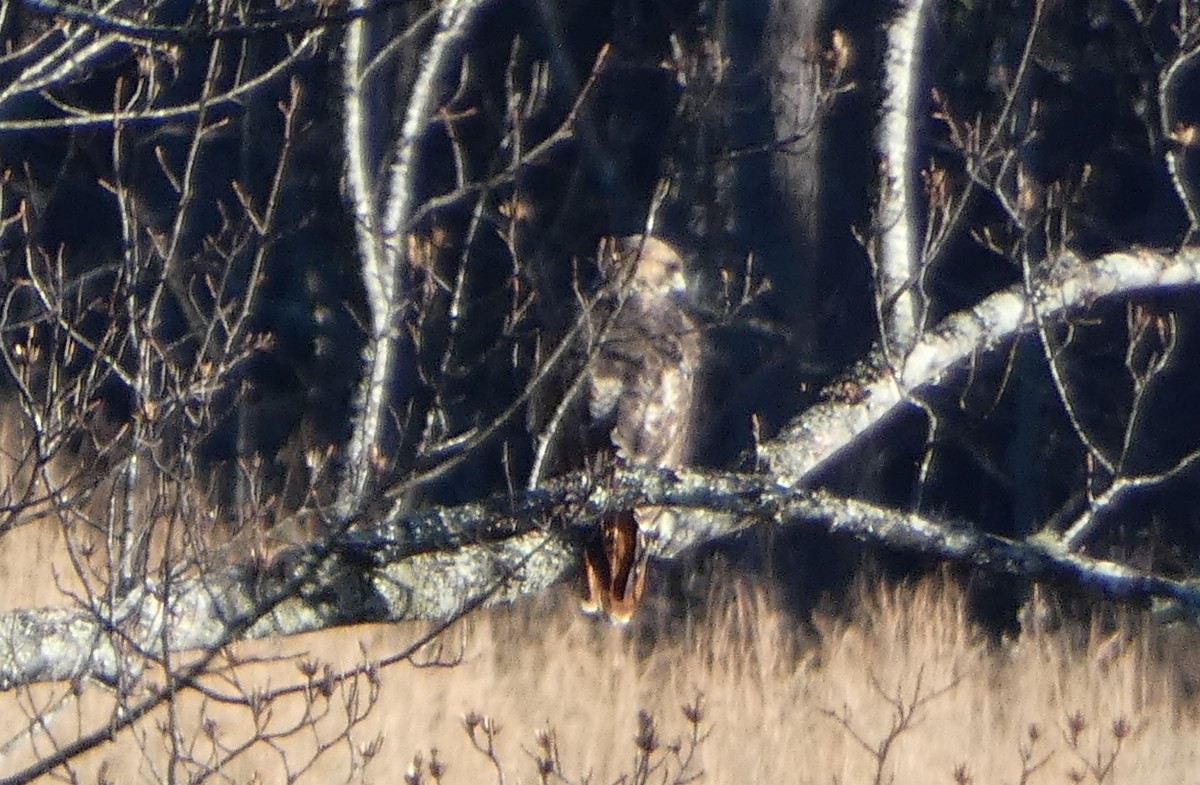 Red-tailed Hawk - ML646985943