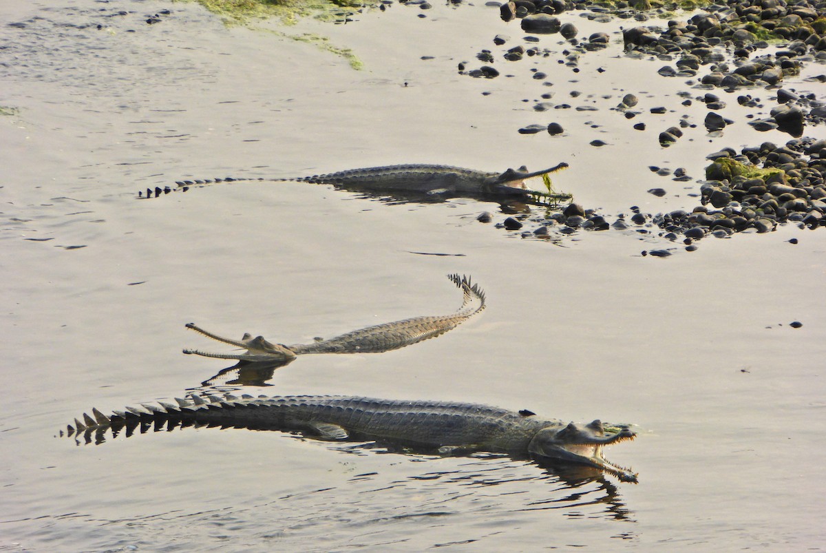 Гангский гавиал - ML646985948