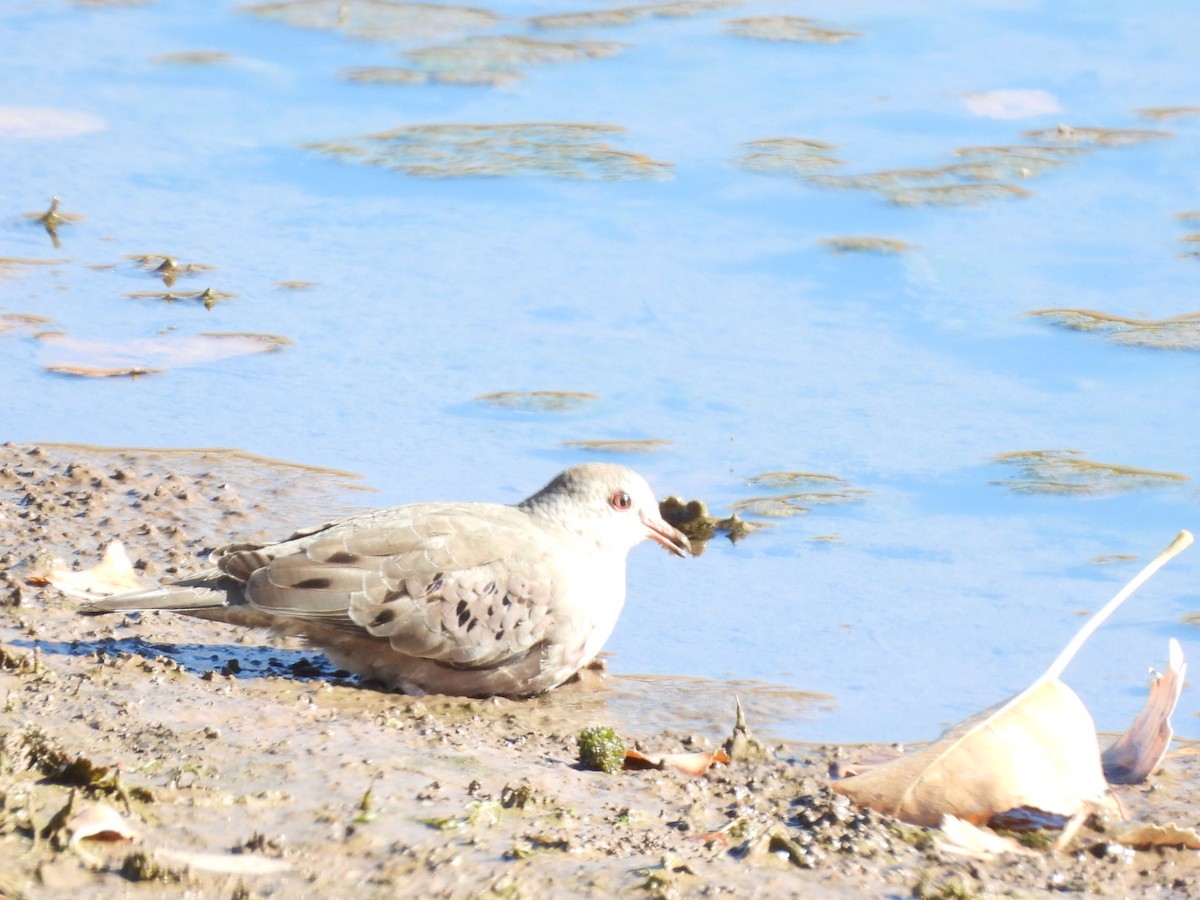 Colombe à queue noire - ML646985949