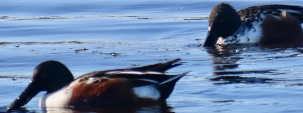 Northern Shoveler - ML646985950