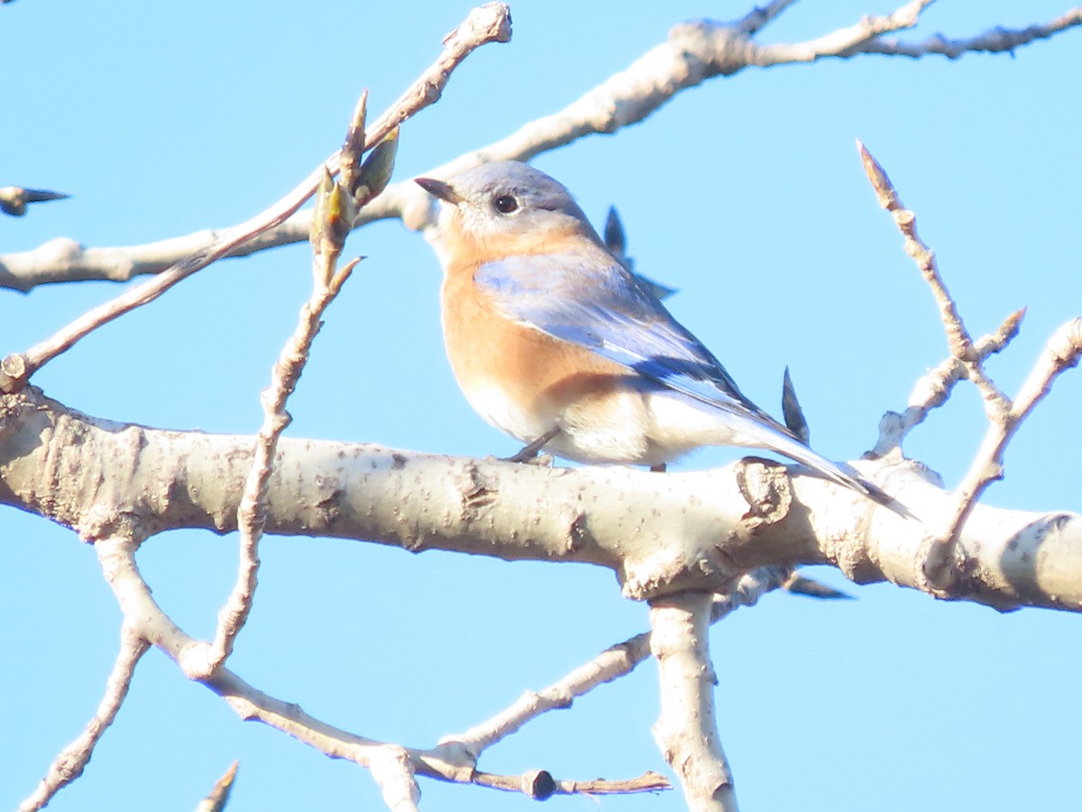 Eastern Bluebird - ML646985952