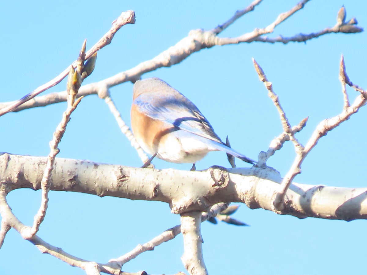 Eastern Bluebird - ML646985954