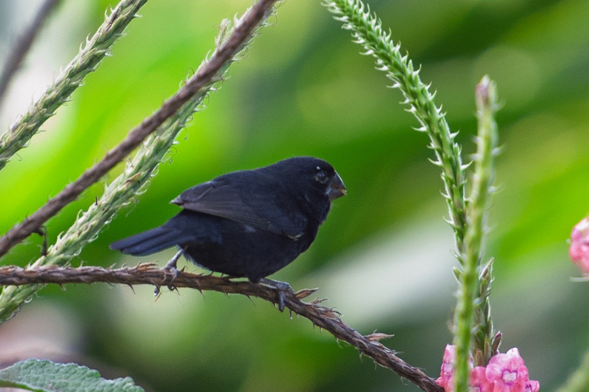 Thick-billed Seed-Finch - ML646985955
