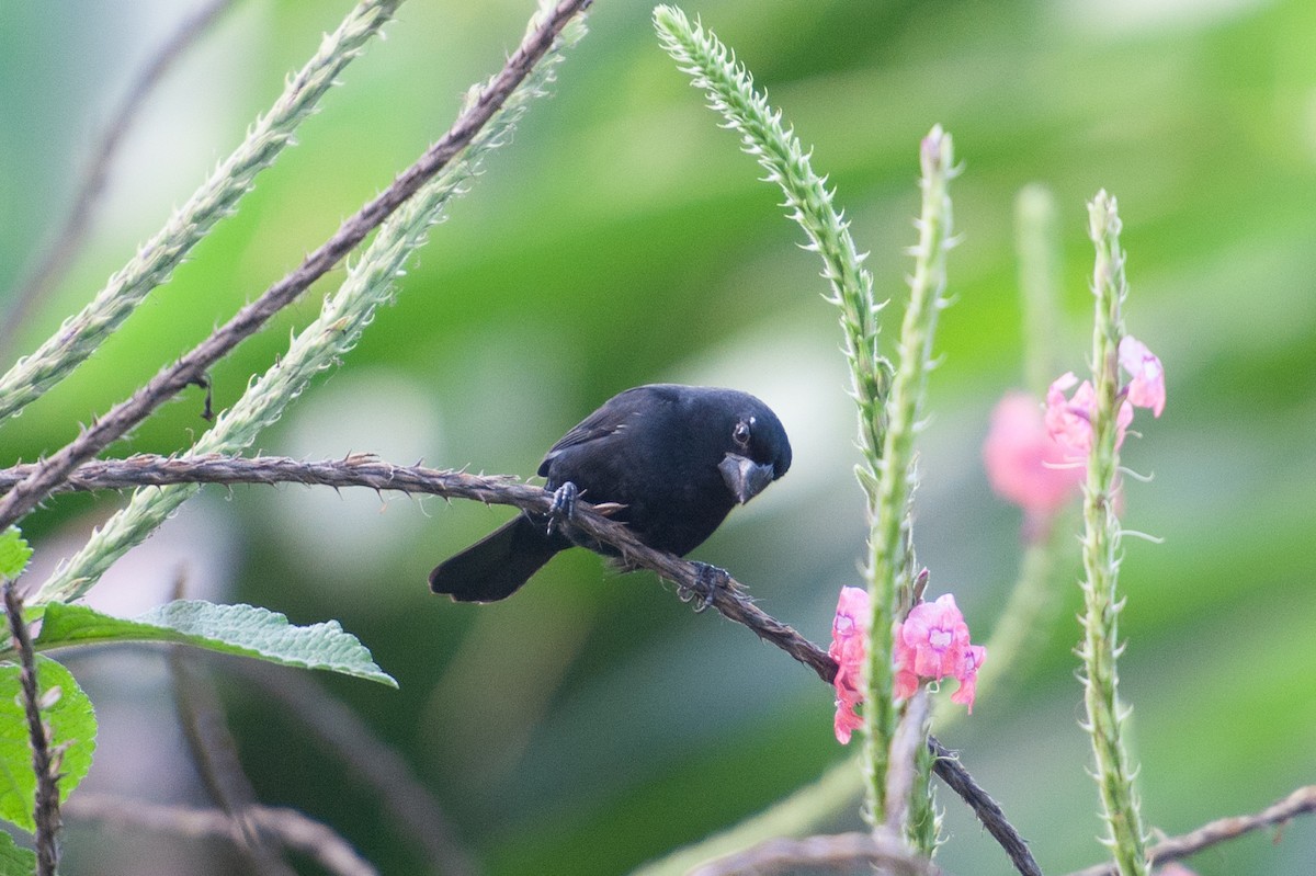 Thick-billed Seed-Finch - ML646985957