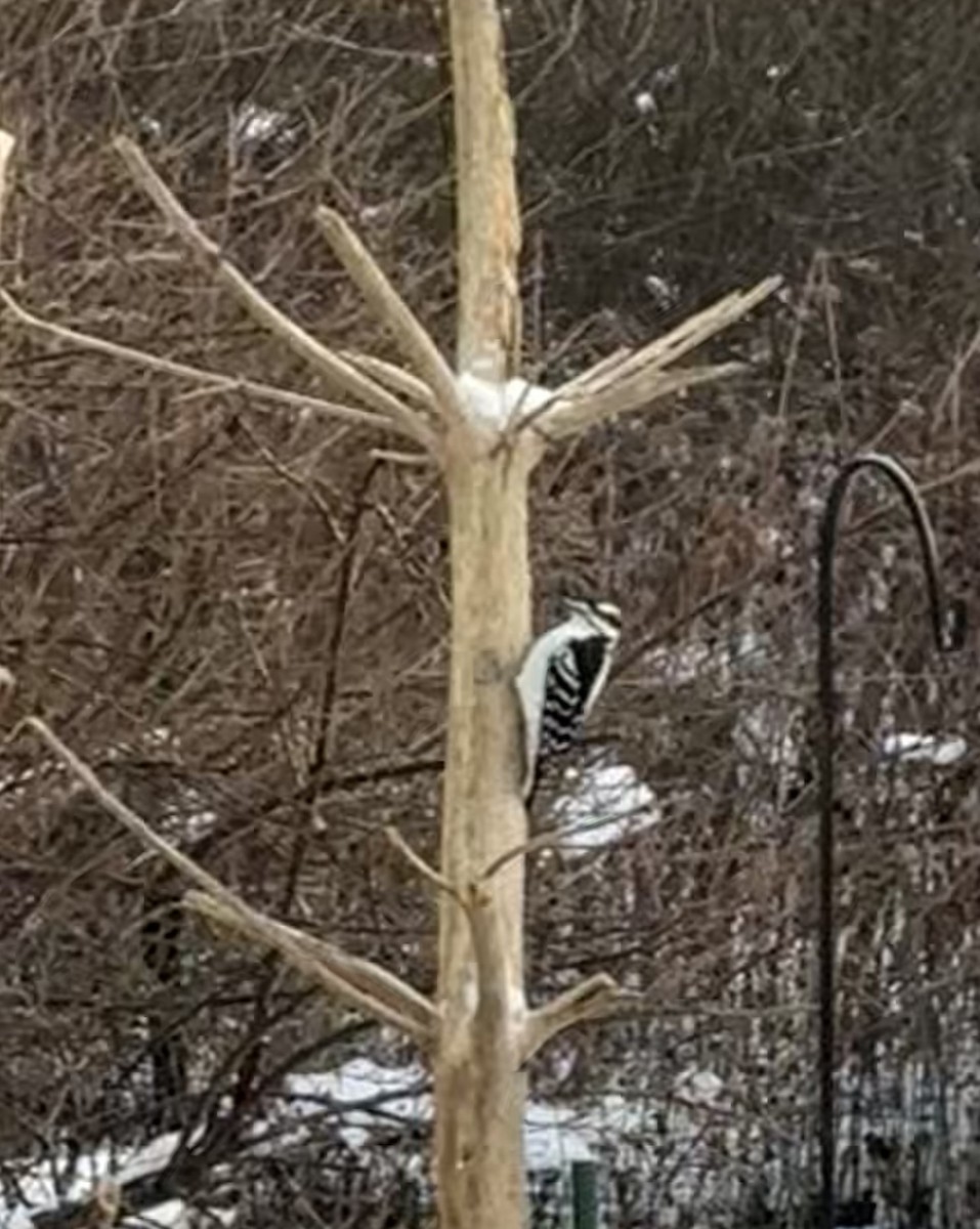 Hairy Woodpecker - ML646985958