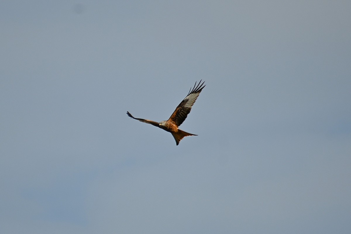 Red Kite - ML646985960
