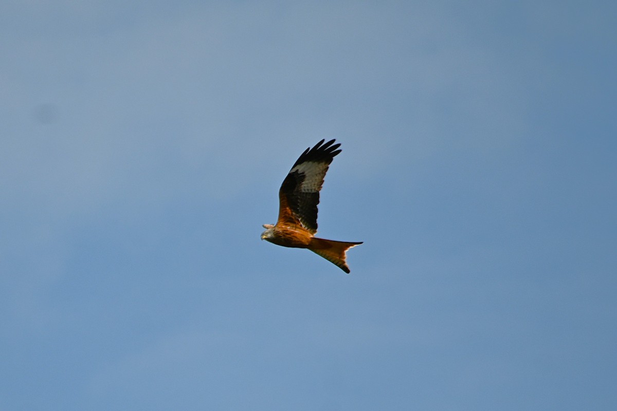 Red Kite - ML646985961