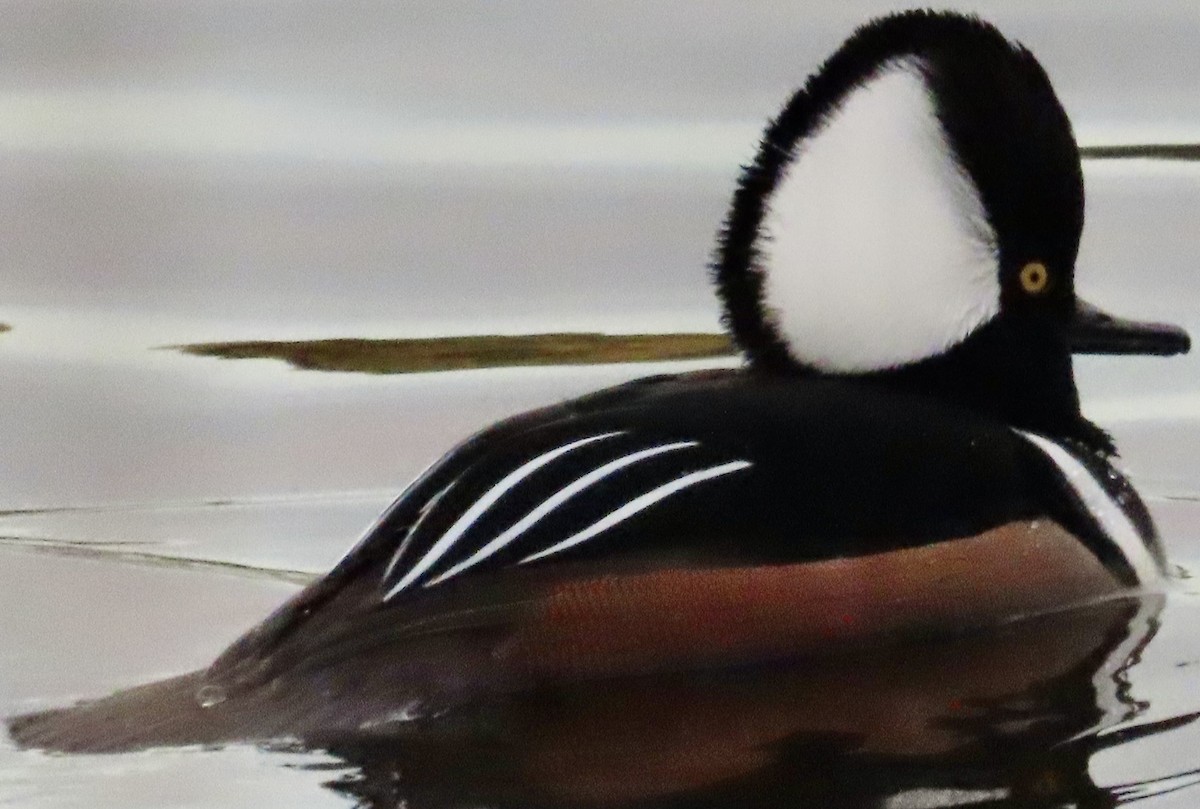 Hooded Merganser - ML646985963
