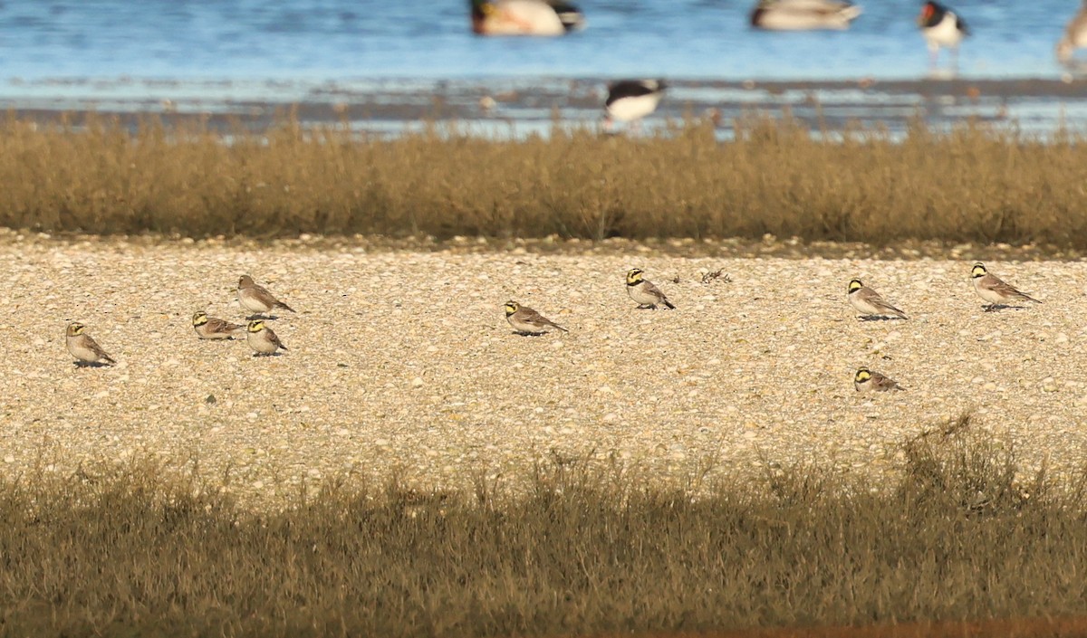 Horned Lark - ML646985964