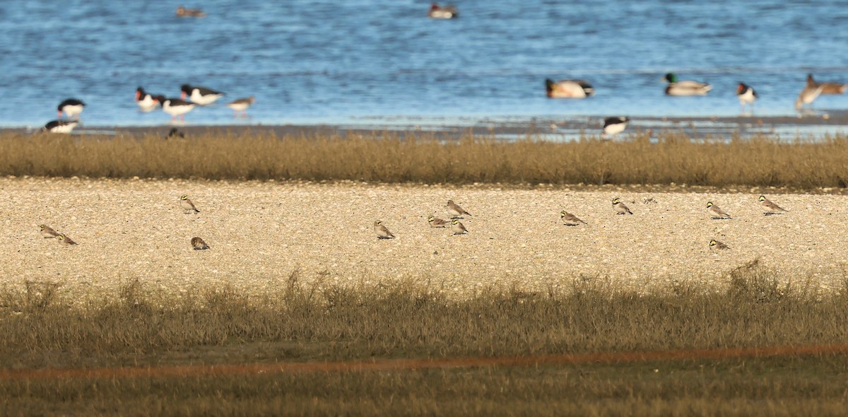 Horned Lark - ML646985965