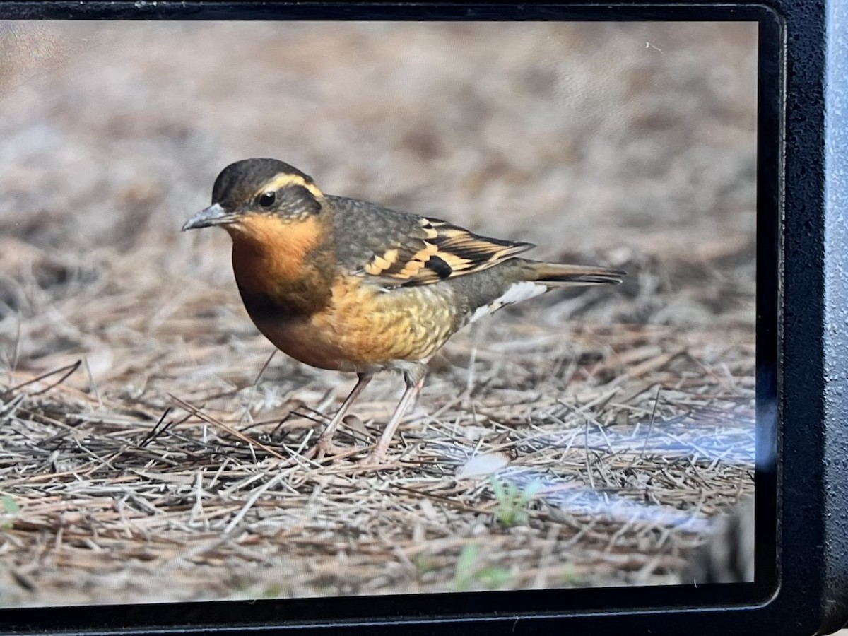Varied Thrush - ML646985967