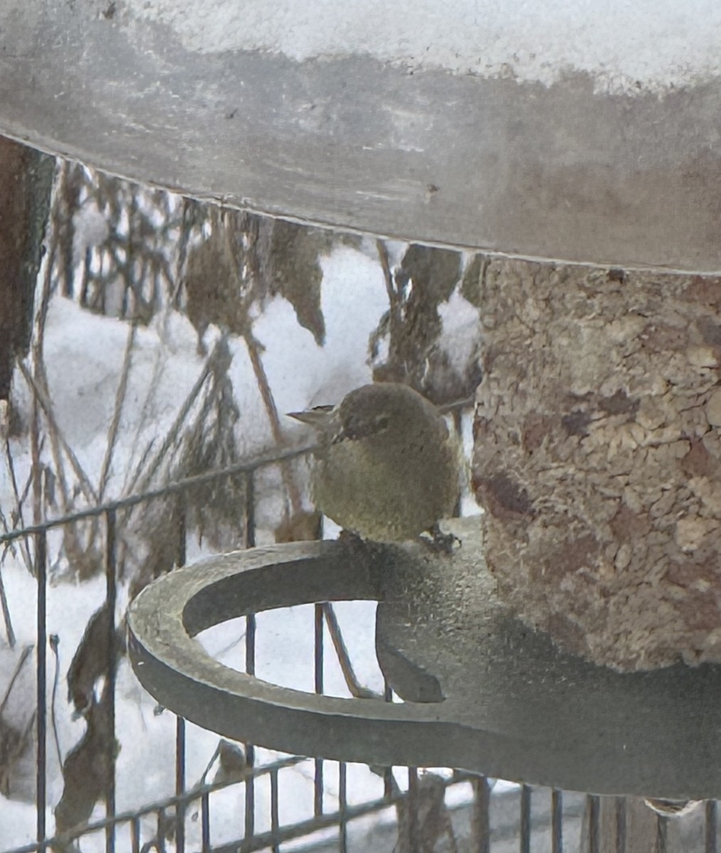 Orange-crowned Warbler - ML646985970