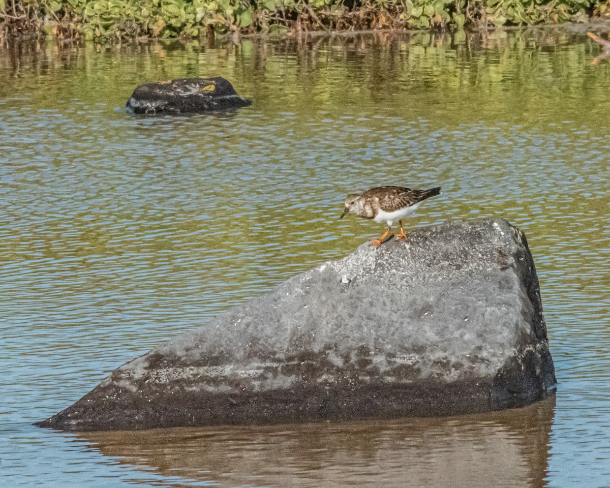 Крем'яшник звичайний - ML646985973