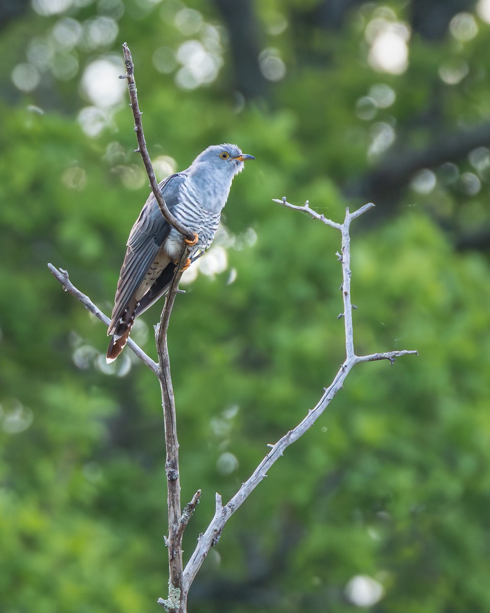 Coucou gris - ML646985974