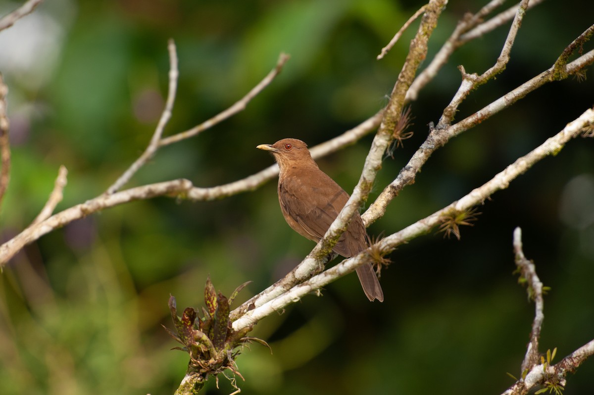 Clay-colored Thrush - ML646985975