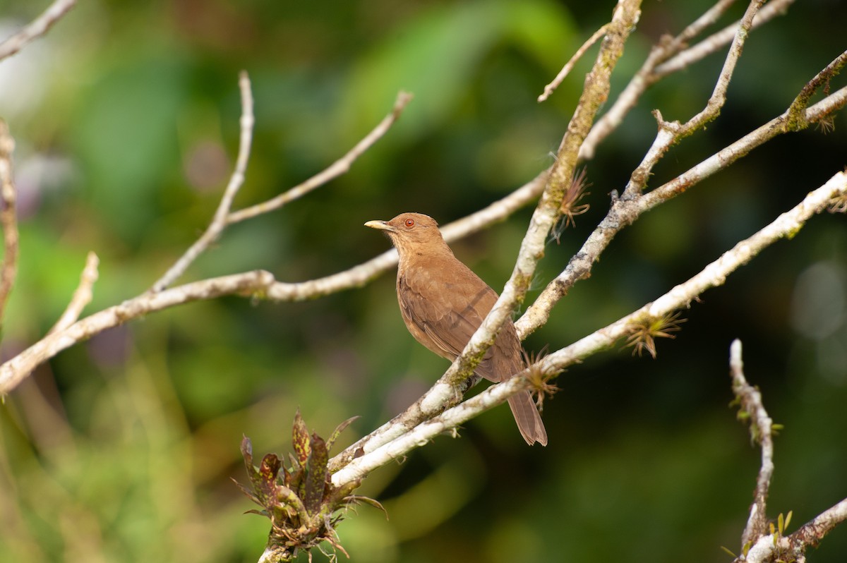 Clay-colored Thrush - ML646985976