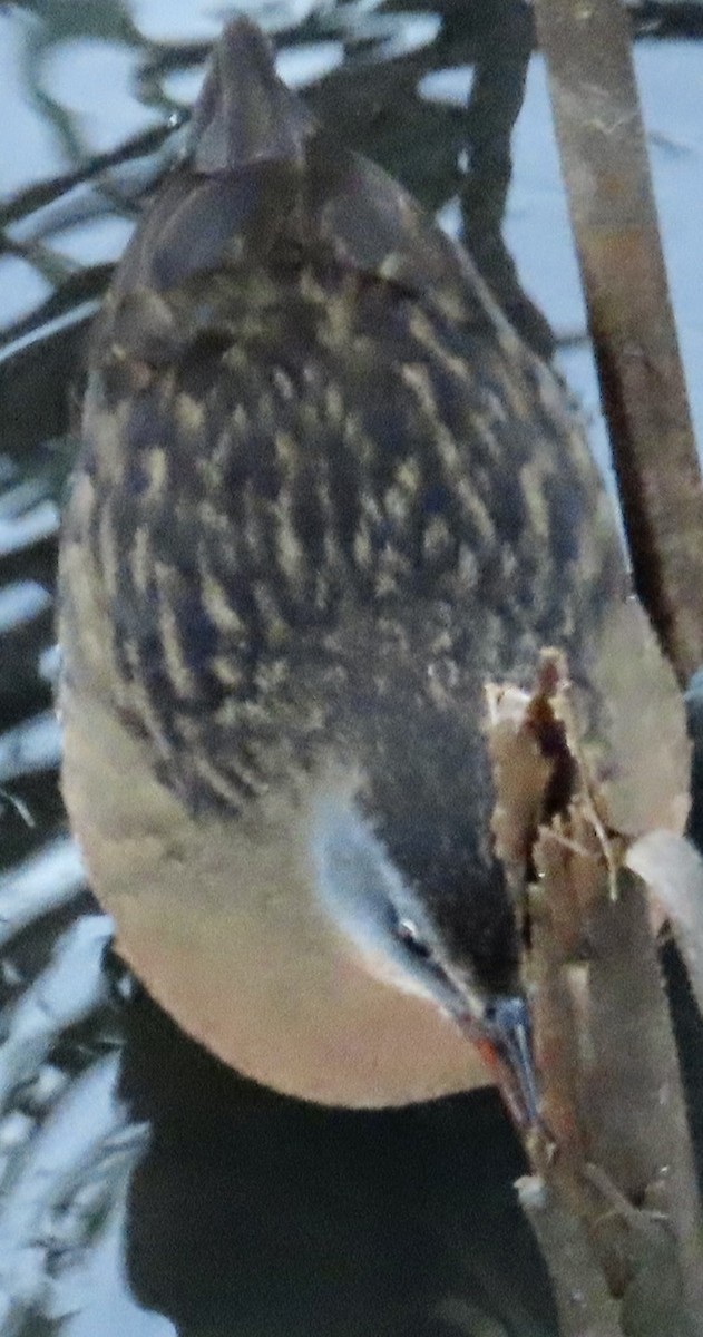 Virginia Rail - ML646985977